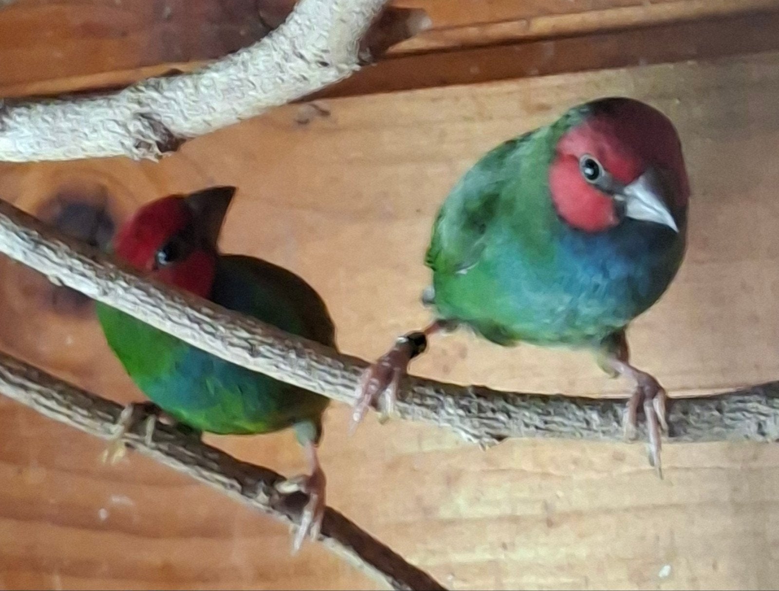 Kortstaart papegaaiamadines, Dieren en Toebehoren, Mannelijk, Tropenvogel, Geringd