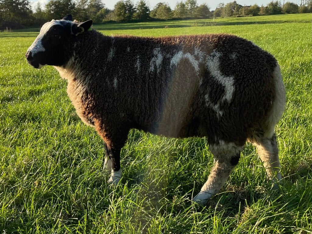 Bonte ram dekram, Dieren en Toebehoren, Mannelijk, Schaap, 0 tot 2 jaar