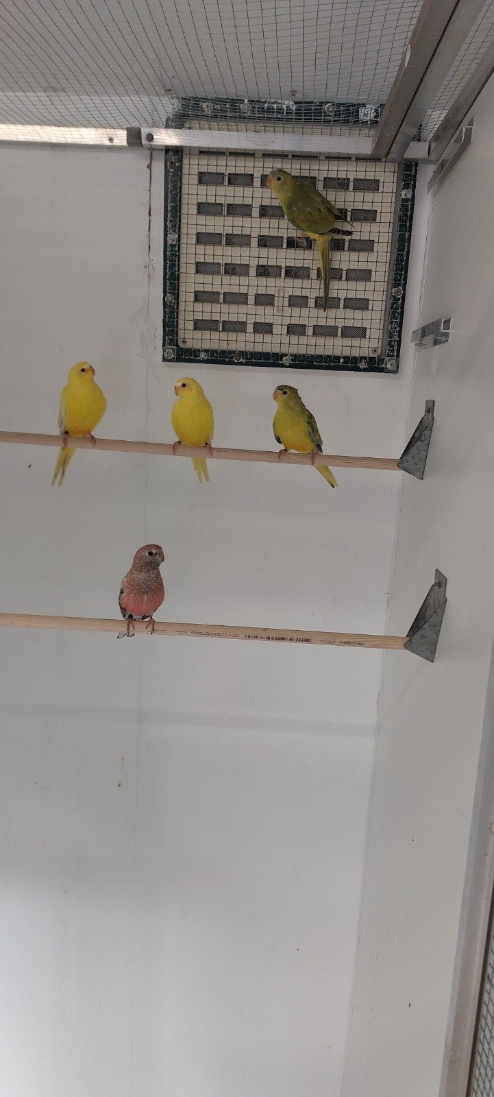 te koop elegant parkieten, Dieren en Toebehoren, Meerdere dieren, Parkiet, Geringd