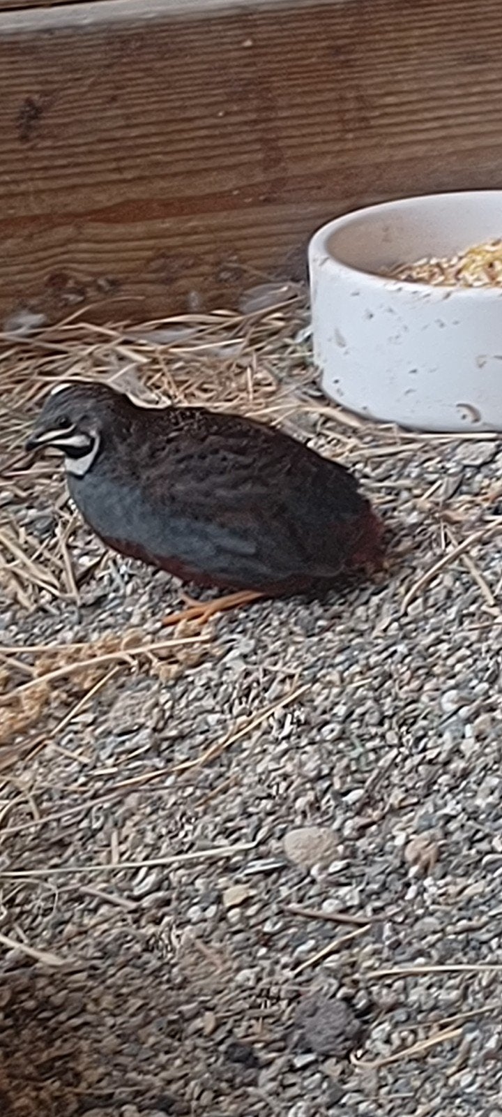twee Chinese dwergkwartel haantjes., Dieren en Toebehoren, Vogels | Overige Vogels, Mannelijk