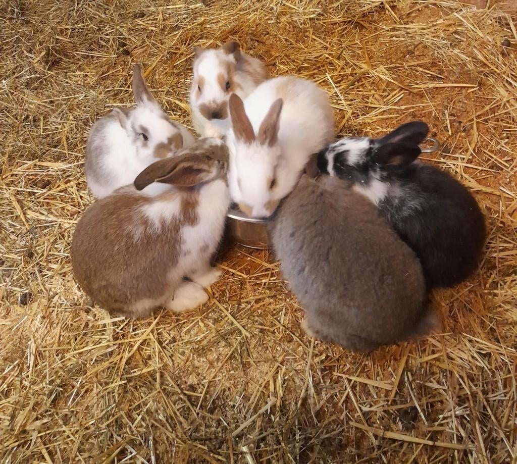 Jonge konijnen te koop, Meerdere dieren, Middelgroot, 0 tot 2 jaar