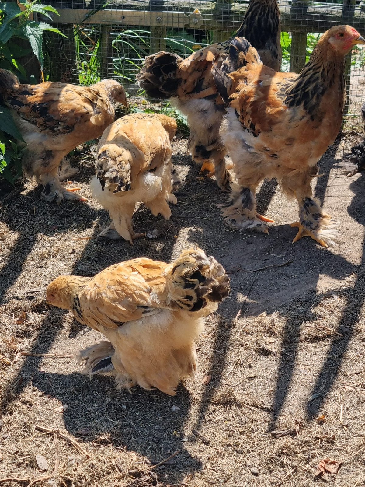 Brahma haan, gratis, Dieren en Toebehoren, Pluimvee, Mannelijk, Kip