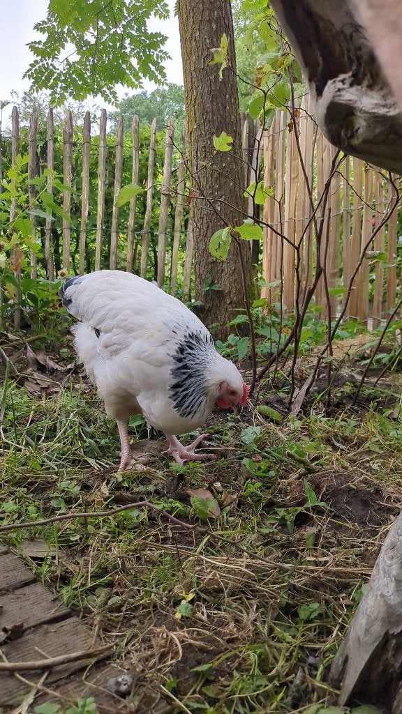 Gevraagd Sussex of Australorp hennen, Dieren en Toebehoren, Vrouwelijk, Kip
