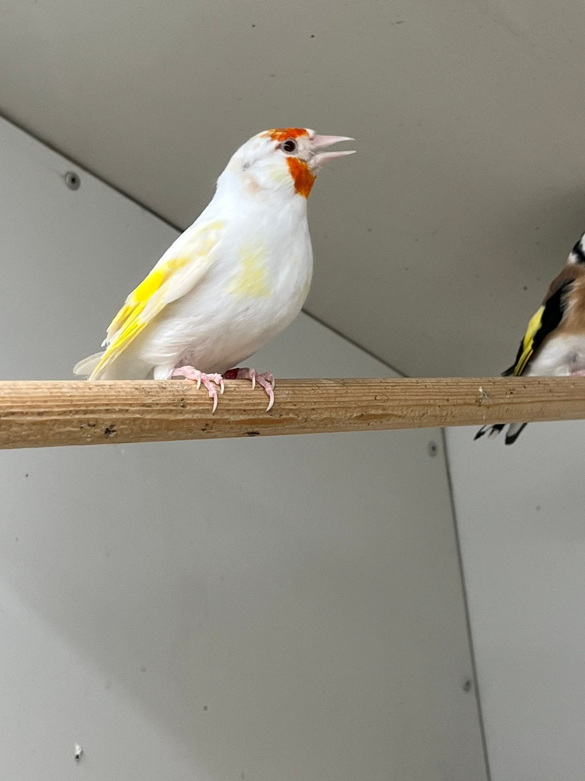 Majoor Putter Satinet 0-1, Dieren en Toebehoren, Vrouwelijk, Wildzangvogel, Geringd