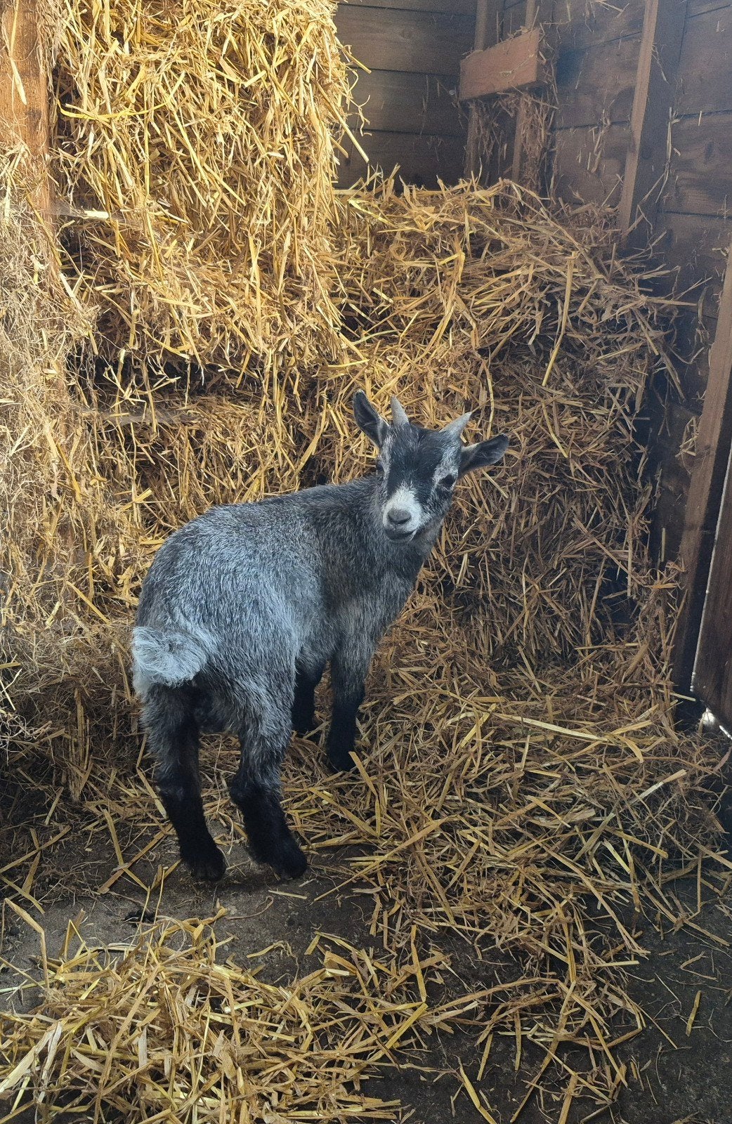 Te koop mooi blauwschimmel dekbokje, Dieren en Toebehoren, Mannelijk, Geit, 0 tot 2 jaar