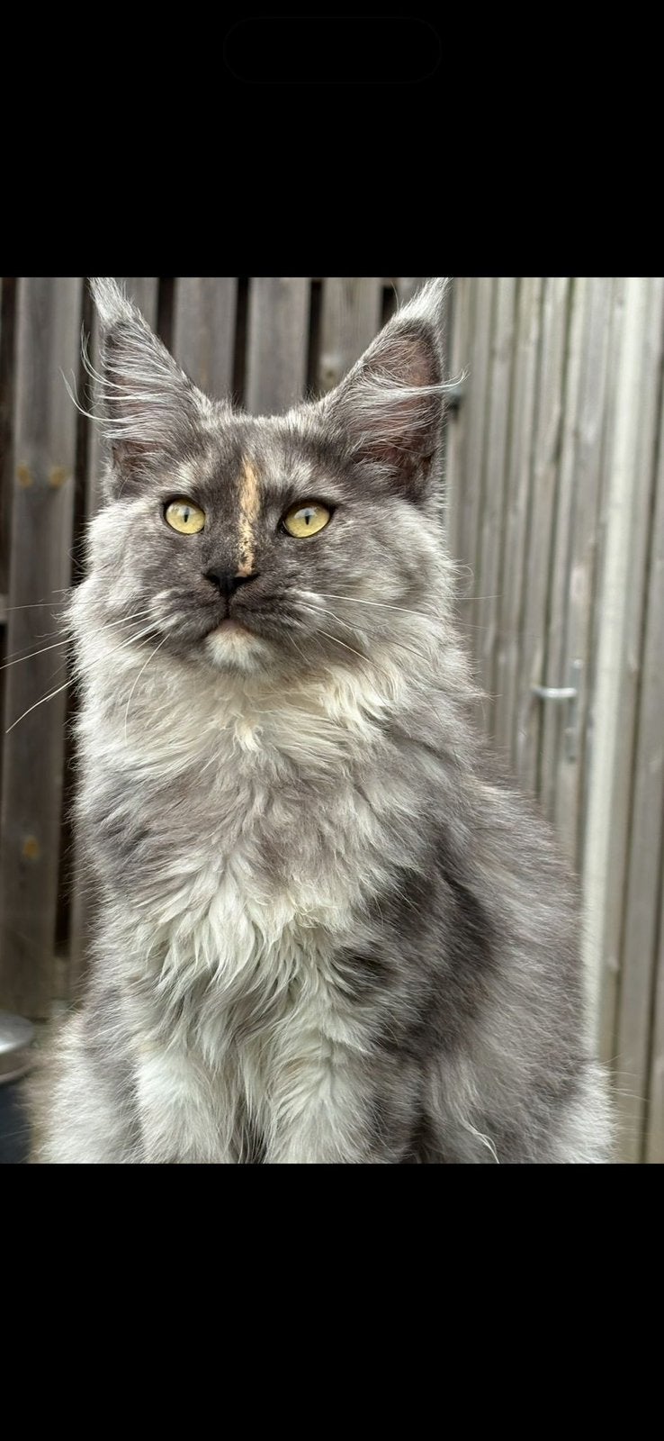Maine coon kitten, Dieren en Toebehoren, Katten en Kittens | Raskatten | Korthaar, Meerdere dieren, Met stamboom