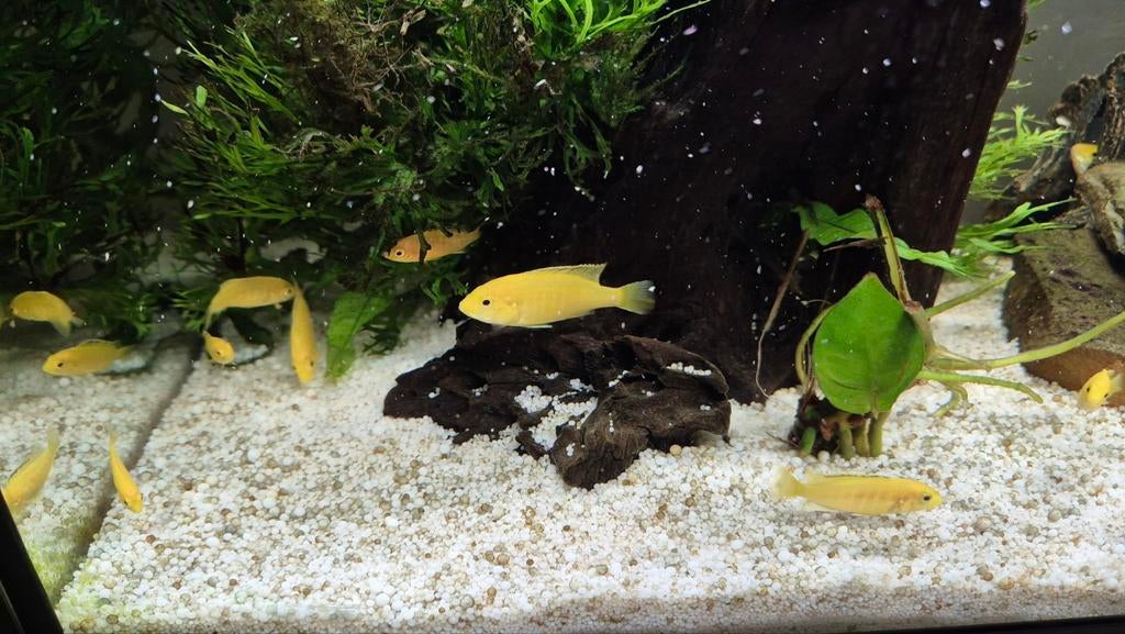 Labidochromis caeruleus Yellow, Vis