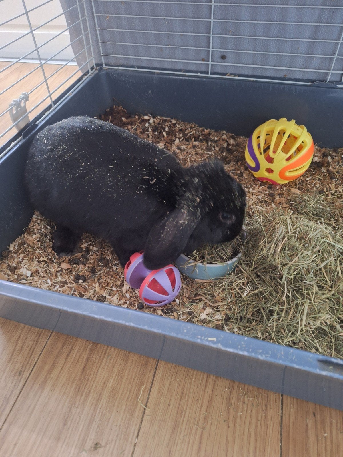 Twee konijnen met kooi, Mannelijk
