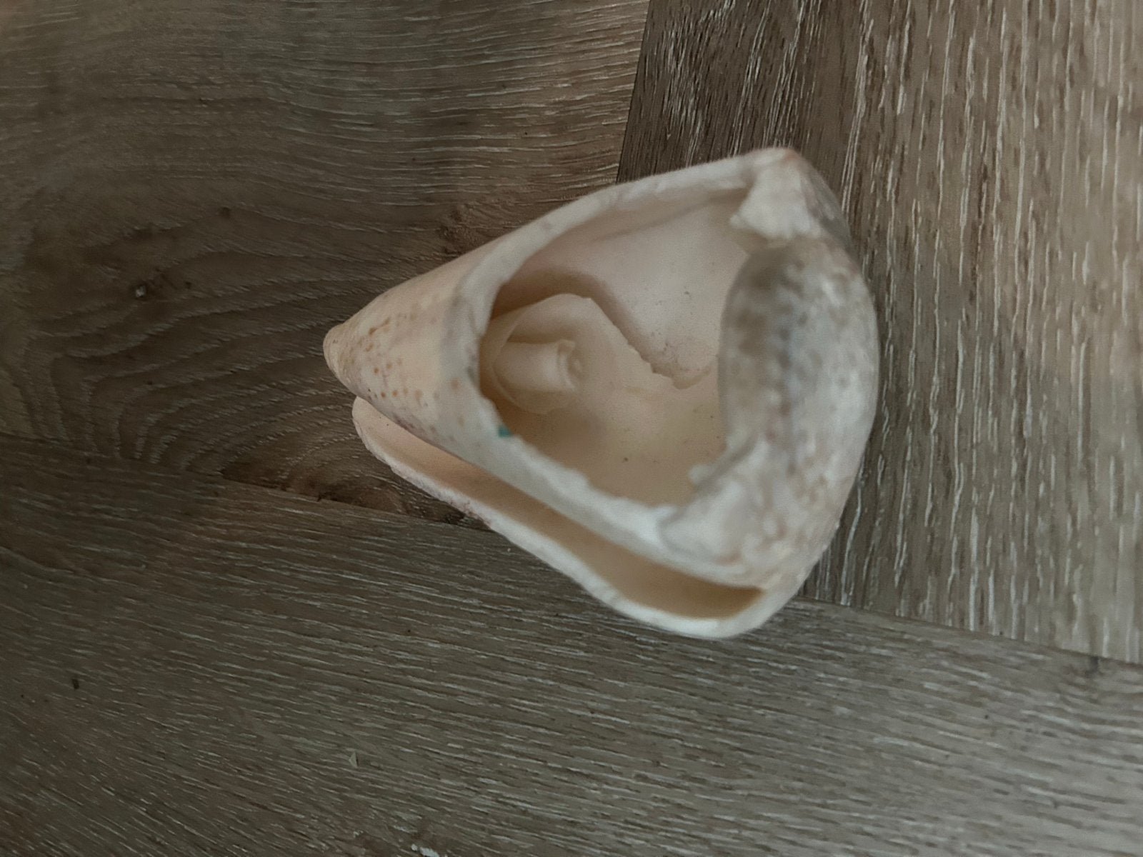 Grote schelp - Decoratie of verzamelobject, Ophalen, Gebruikt