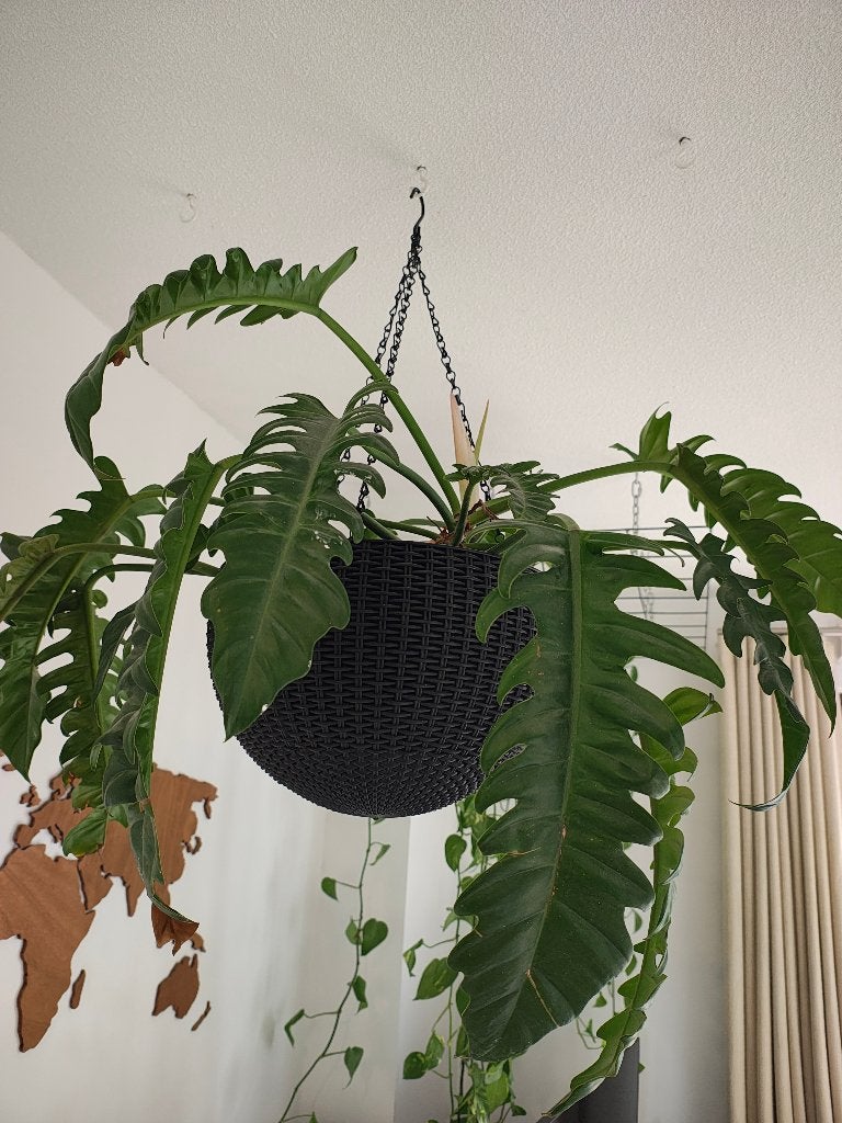 Hangplant, potten en ophangsysteem, Ophalen, Overige soorten, Halfschaduw, In pot