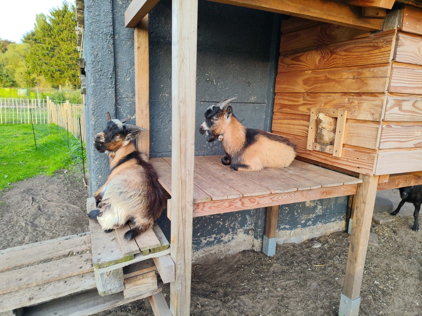 2 lieve tamme bokjes, Dieren en Toebehoren, Mannelijk
