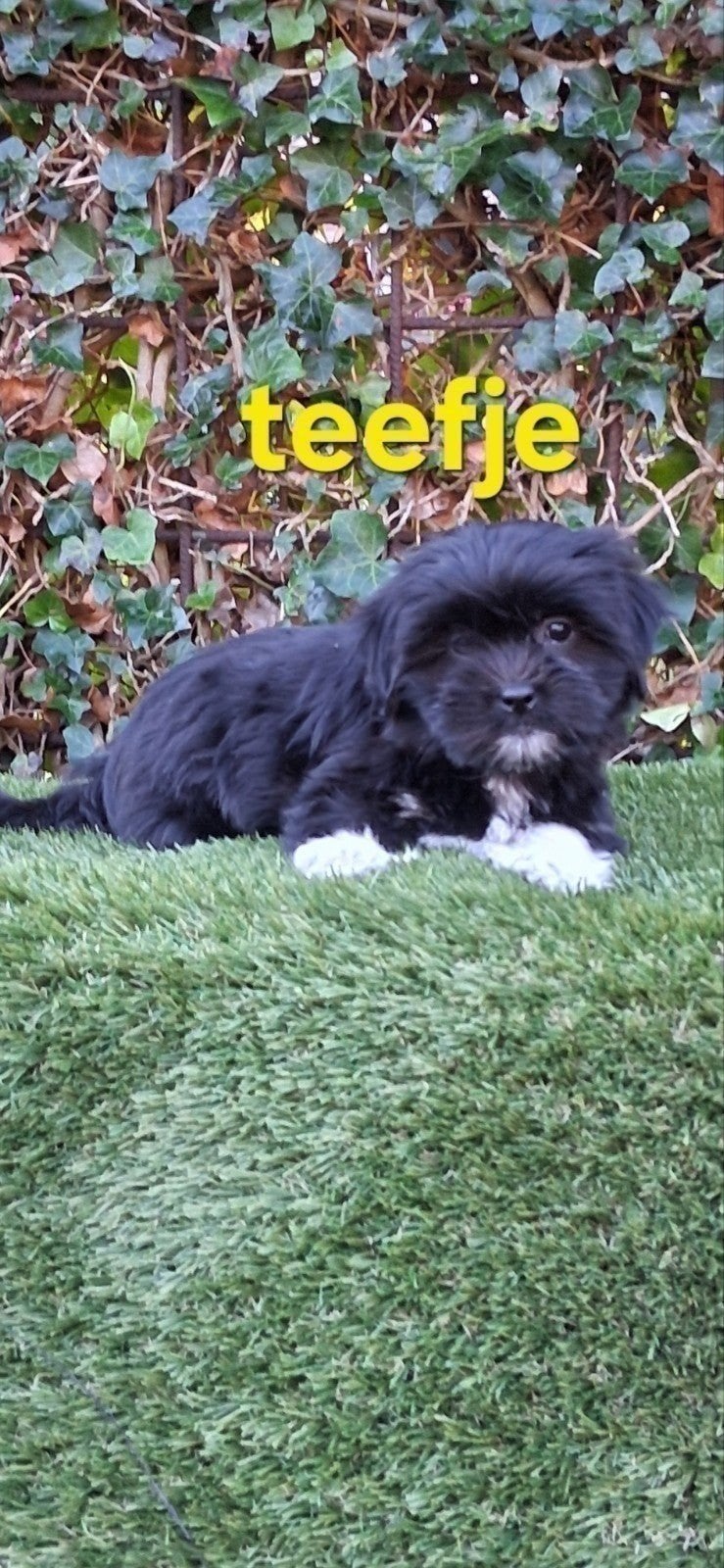 te koop mooie speelse boomer pups, Overige rassen, CDV (hondenziekte), 8 tot 15 weken, Teef