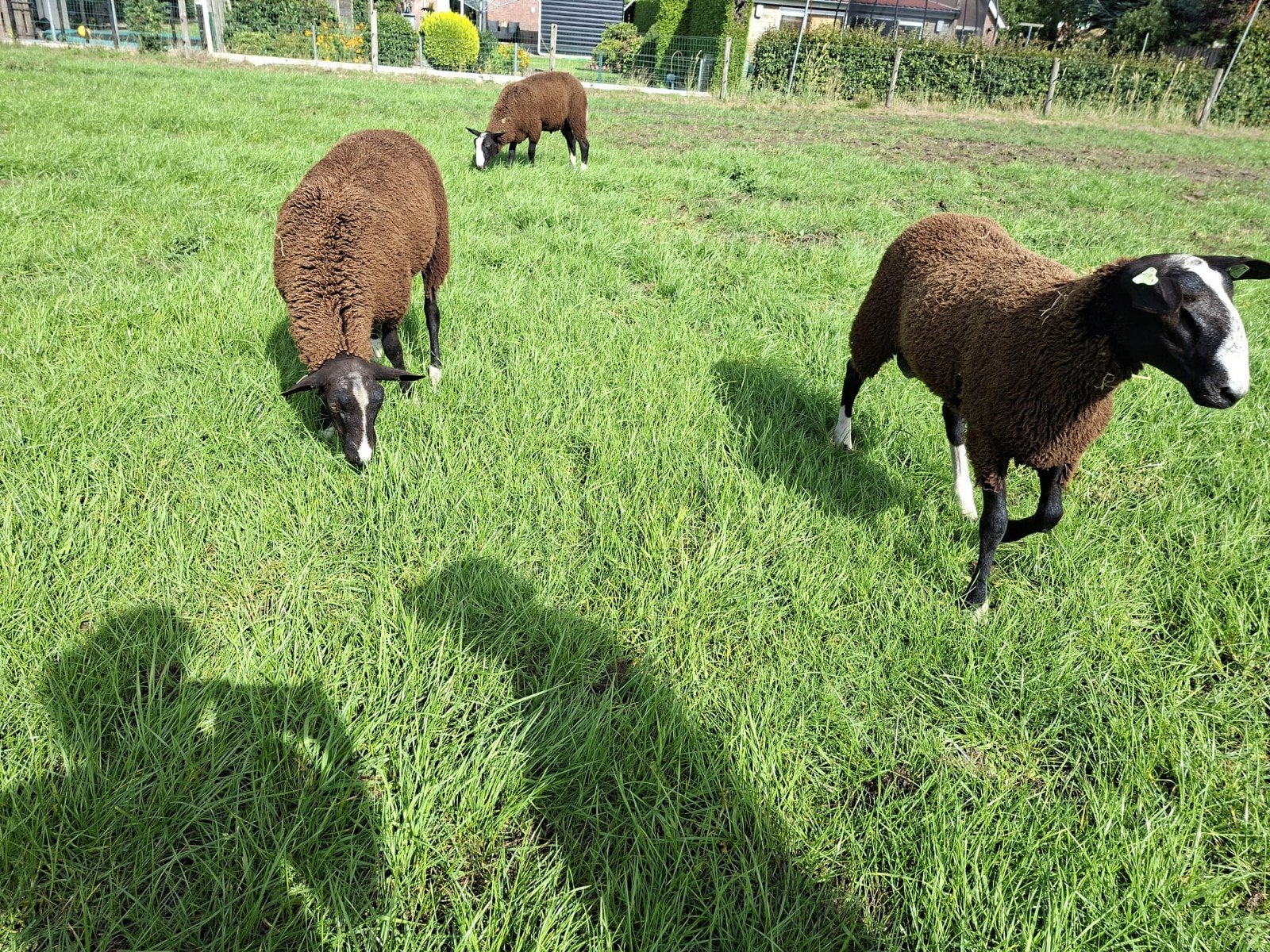 Te koop zwartbles dekrammen, Dieren en Toebehoren, Mannelijk, Schaap