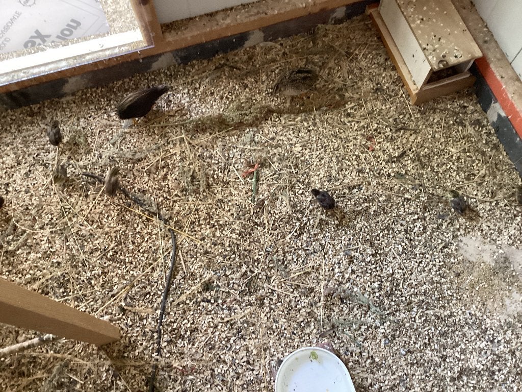 Chinese Dwergkwartels, Dieren en Toebehoren, Vogels | Kanaries, Meerdere dieren, Zangkanarie
