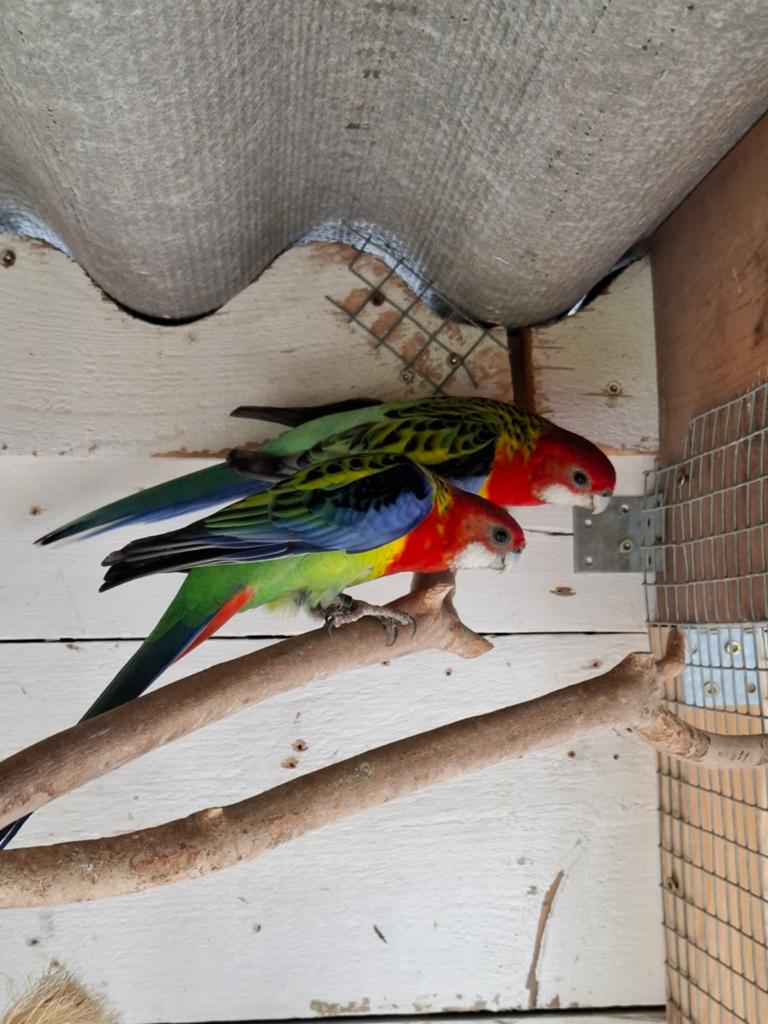Rosella parkieten, Dieren en Toebehoren, Vogels | Parkieten en Papegaaien, Meerdere dieren, Parkiet