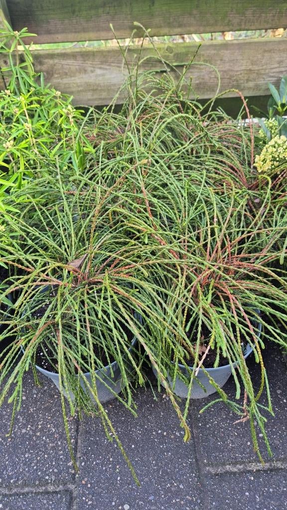 Tsuga in pot, Volle zon, Vaste plant, Bloeit niet, Ophalen