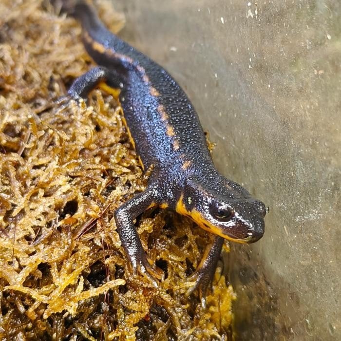 Cynops encicauda, Amfibie