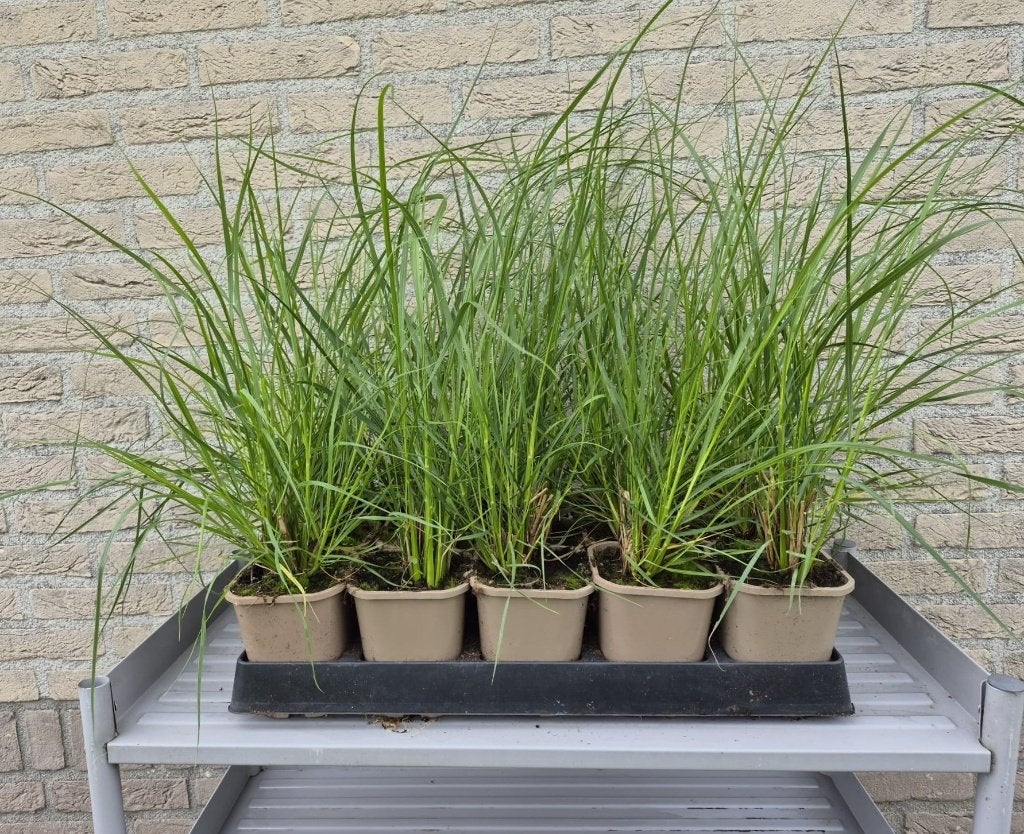 Pennisetum alopecuroides lampenpoetsersgras, Tuin en Terras, Planten | Tuinplanten, Ophalen, Vaste plant, Siergrassen, Volle zon