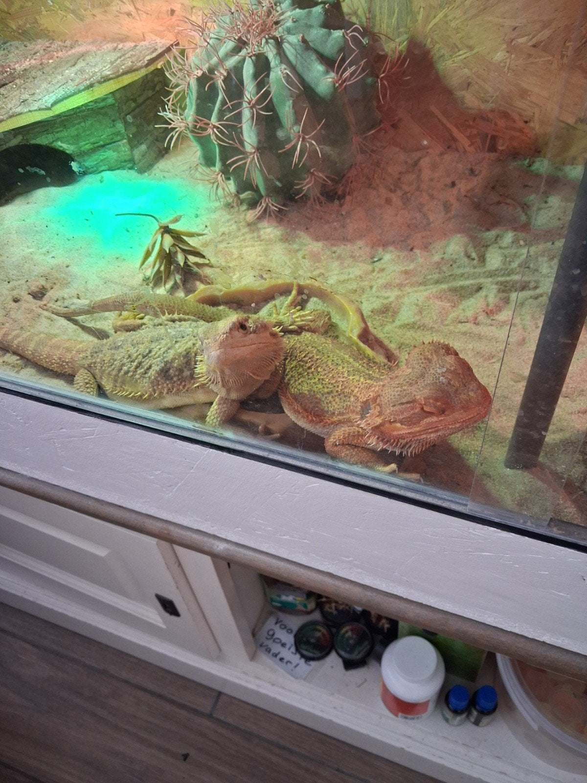 Hele baardagaam hobby te koop ( GOED LEZEN ) Bearded Dragon photo 2
