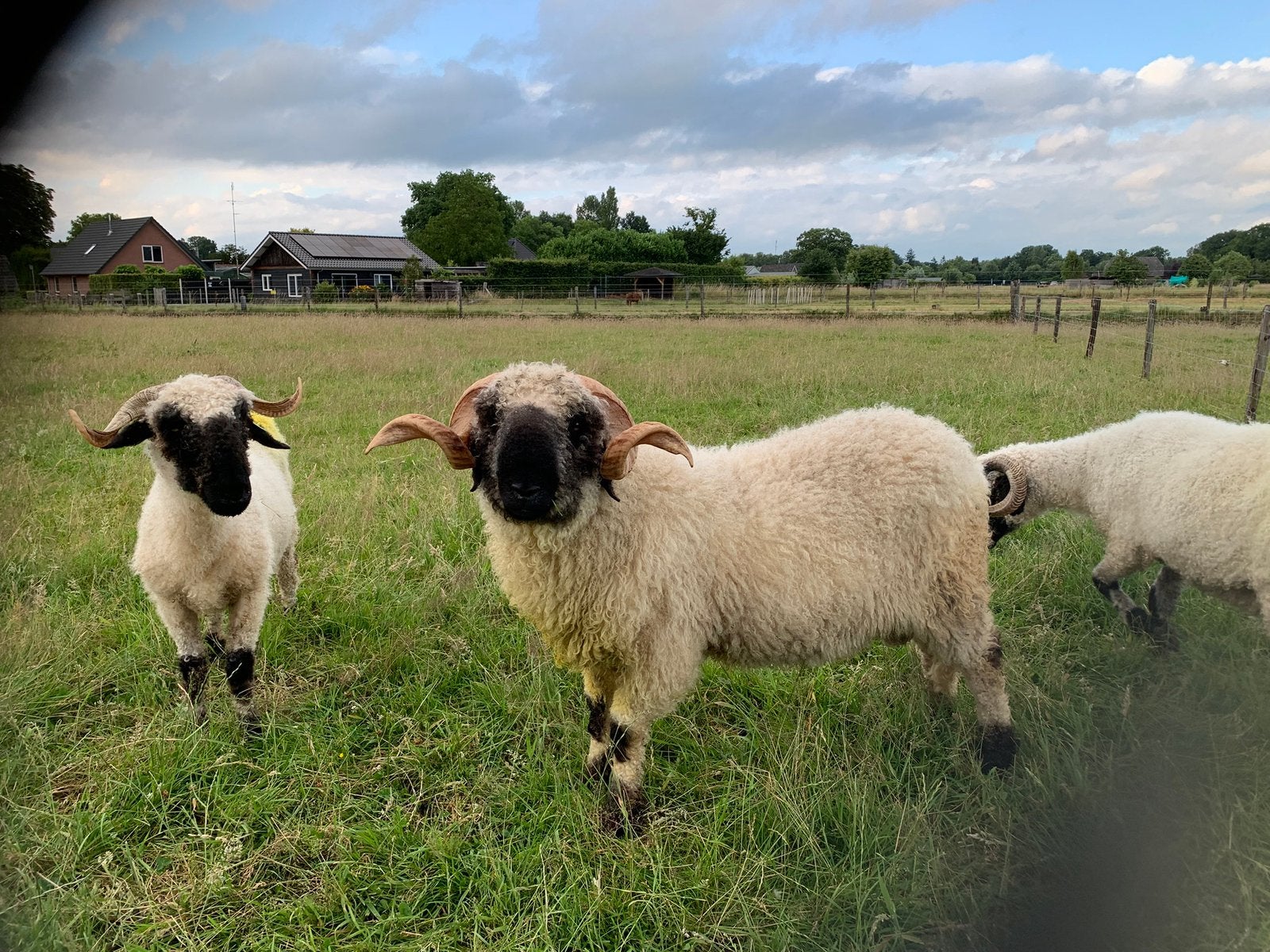 Walliser Schwarznase Ram gezocht, Mannelijk, Schaap