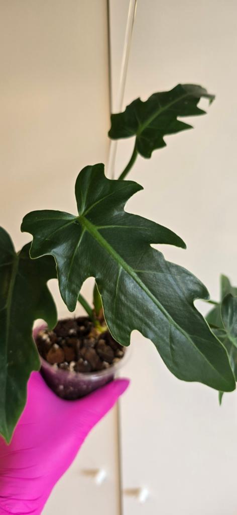 Philodendron Radiatum, Huis en Inrichting, Kamerplanten, Ophalen of Verzenden, Halfschaduw, Minder dan 100 cm
