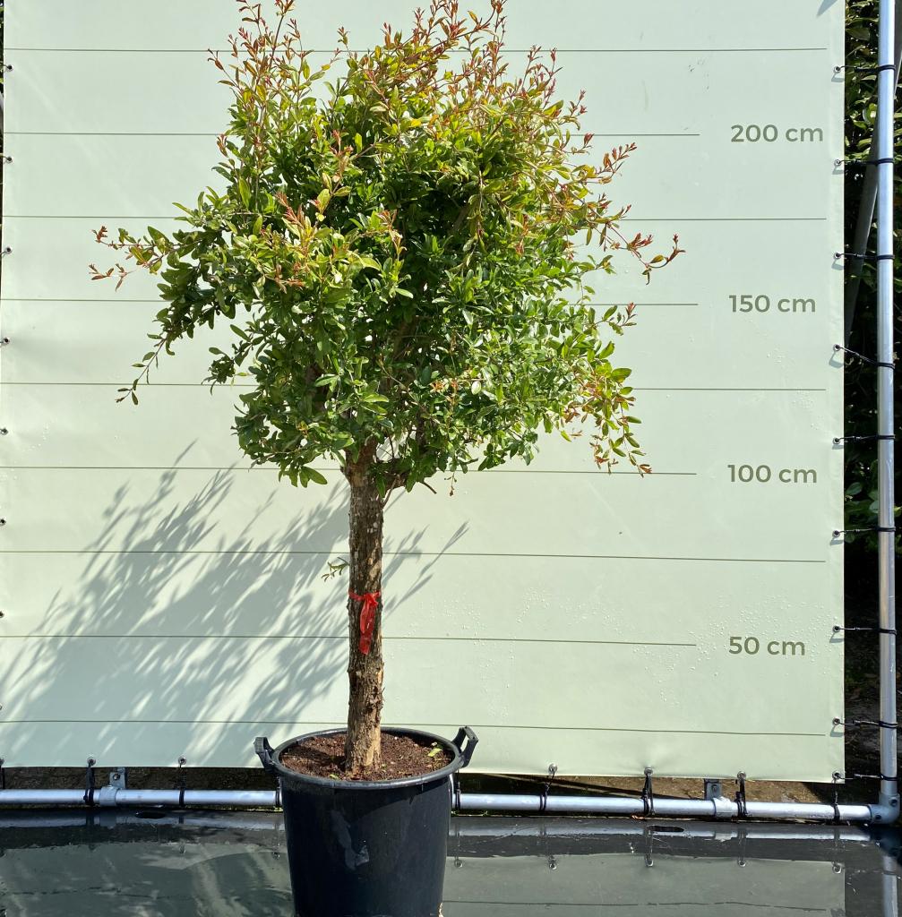 Granaatappelboom - Citrusboom - stamomvang 20-25 cm, 100 tot 250 cm, Zomer, Volle zon, In pot