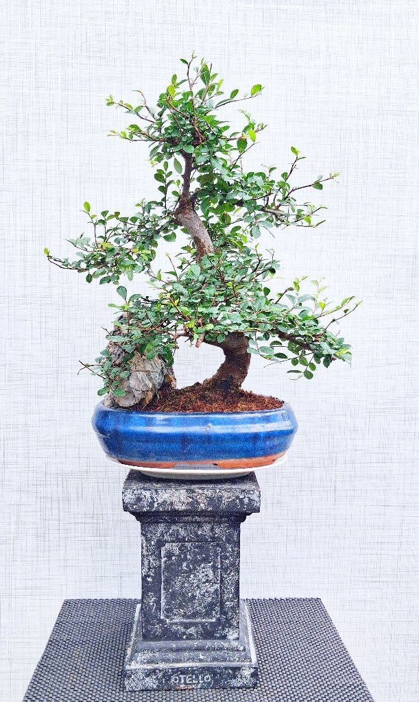 Grote Bonsai Chinese Iep- Ulmus Parvifolia, In pot, Minder dan 100 cm, Bonsai, Groene kamerplant