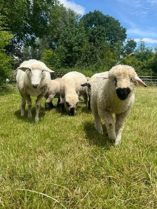 Ram lammetje walliser schwarznase, Mannelijk, Schaap
