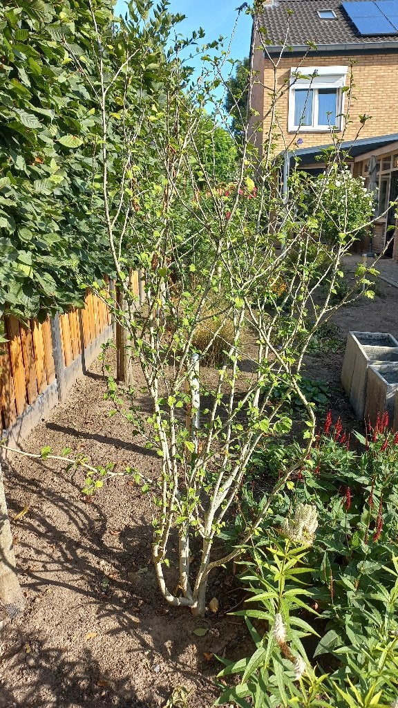 hibiscus ( blauw ), Tuin en Terras, Ophalen, Overige soorten, Struik, 100 tot 250 cm