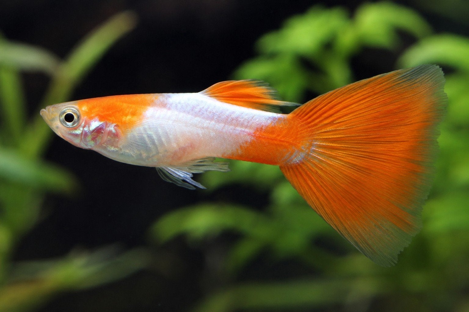 oranje witte gup, Dieren en Toebehoren, Vissen | Aquariumvissen, Vis