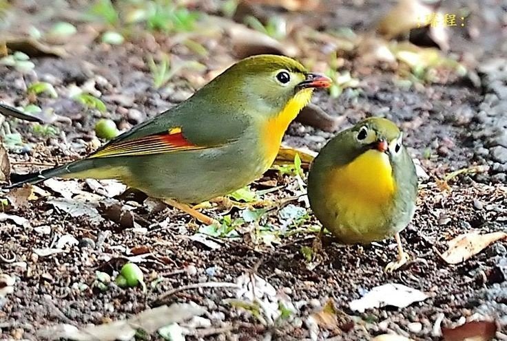 Prachtige japanse nachtegalen 2025 koppel man of pop, Dieren en Toebehoren, Meerdere dieren, Geringd