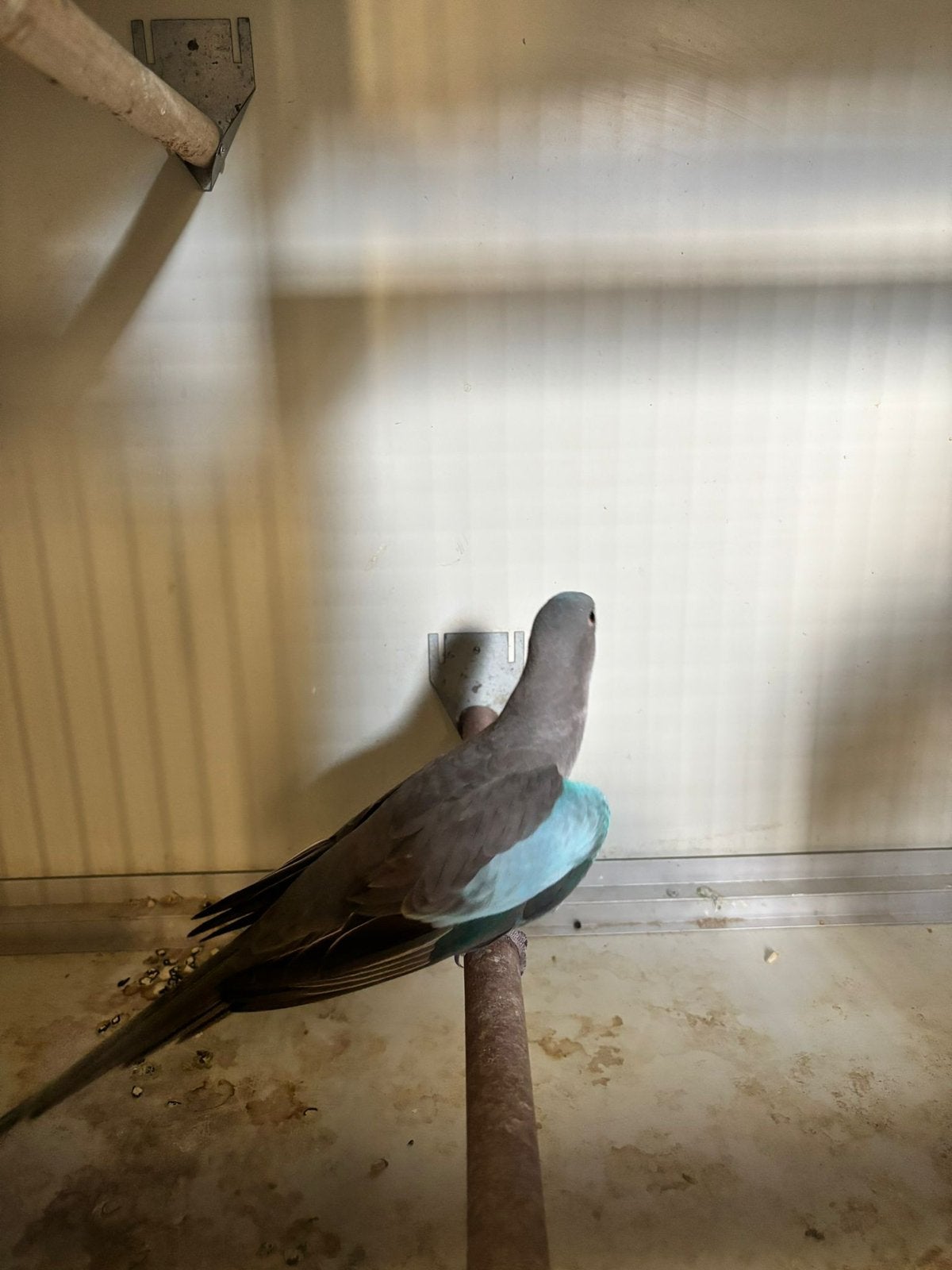 Prinses van wales parkiet pop, Dieren en Toebehoren, Vogels | Parkieten en Papegaaien, Vrouwelijk, Parkiet