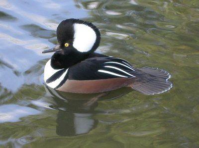 Siereenden Ganzen en  zwanen, Meerdere dieren, Gans of Zwaan