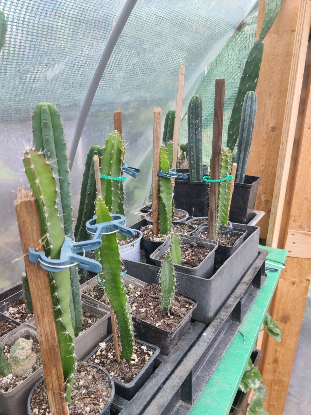 Dragon Fruit (Pitaya) stekken - Diverse maten, Tuin en Terras, Planten | Tuinplanten, Volle zon, Vaste plant, Ophalen of Verzenden