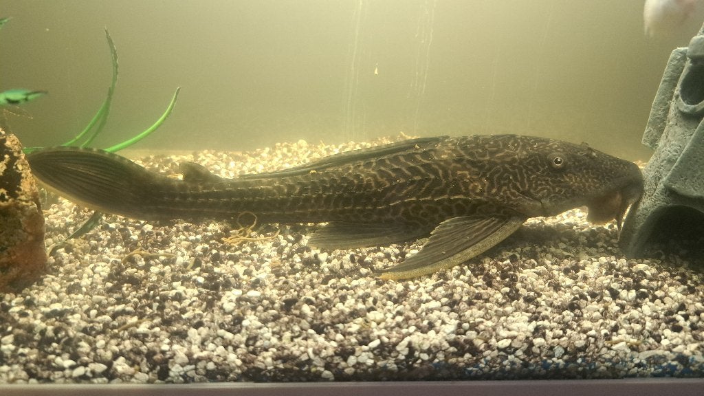 Algeneter, Dieren en Toebehoren, Vis, Zoetwatervis
