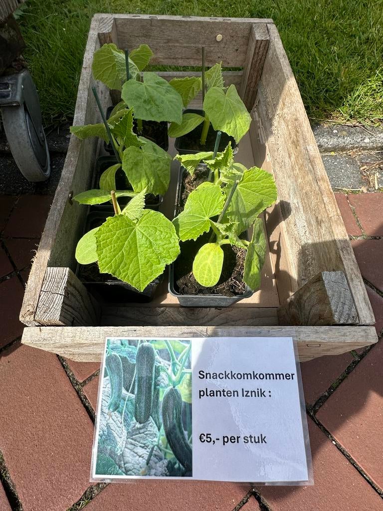 Komkommer-, snackkomkommer en courgette planten, Ophalen, Volle zon, Groenteplanten, Eenjarig