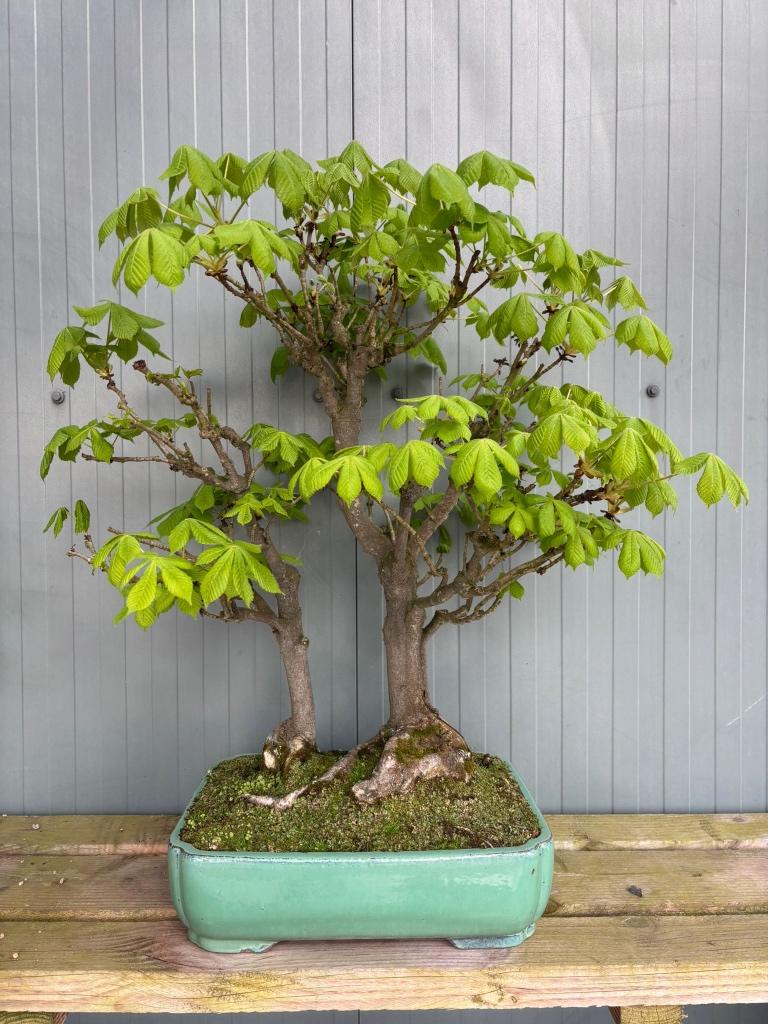 bonsai, In pot, Bloeit niet, Halfschaduw, Minder dan 100 cm