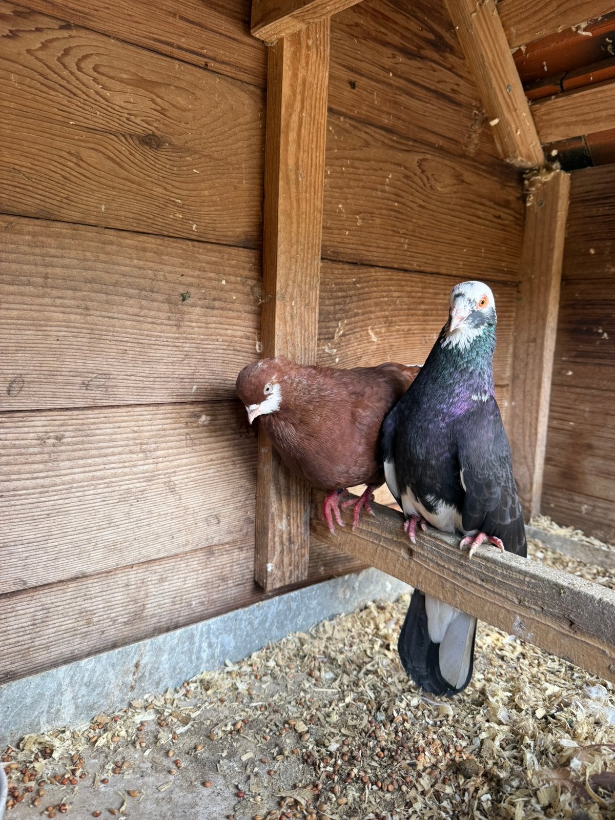 2 sierduiven zoeken nieuw huisje, Dieren en Toebehoren, Vogels | Duiven, Vrouwelijk, Overige soorten