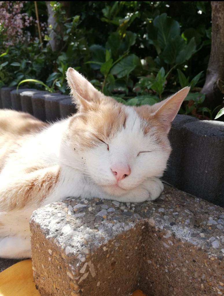 Huisdieren oppas in Zevenhoven, konijnen, knaagdieren en kat, Ophalen of Verzenden