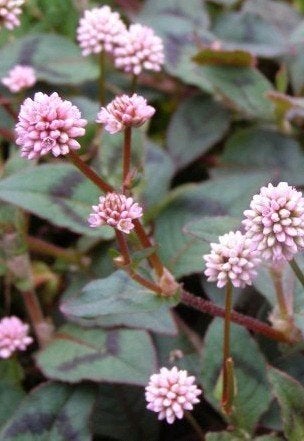 Zaden Persicaria capitata 'Caramel Candy', Ophalen of Verzenden, Zaad
