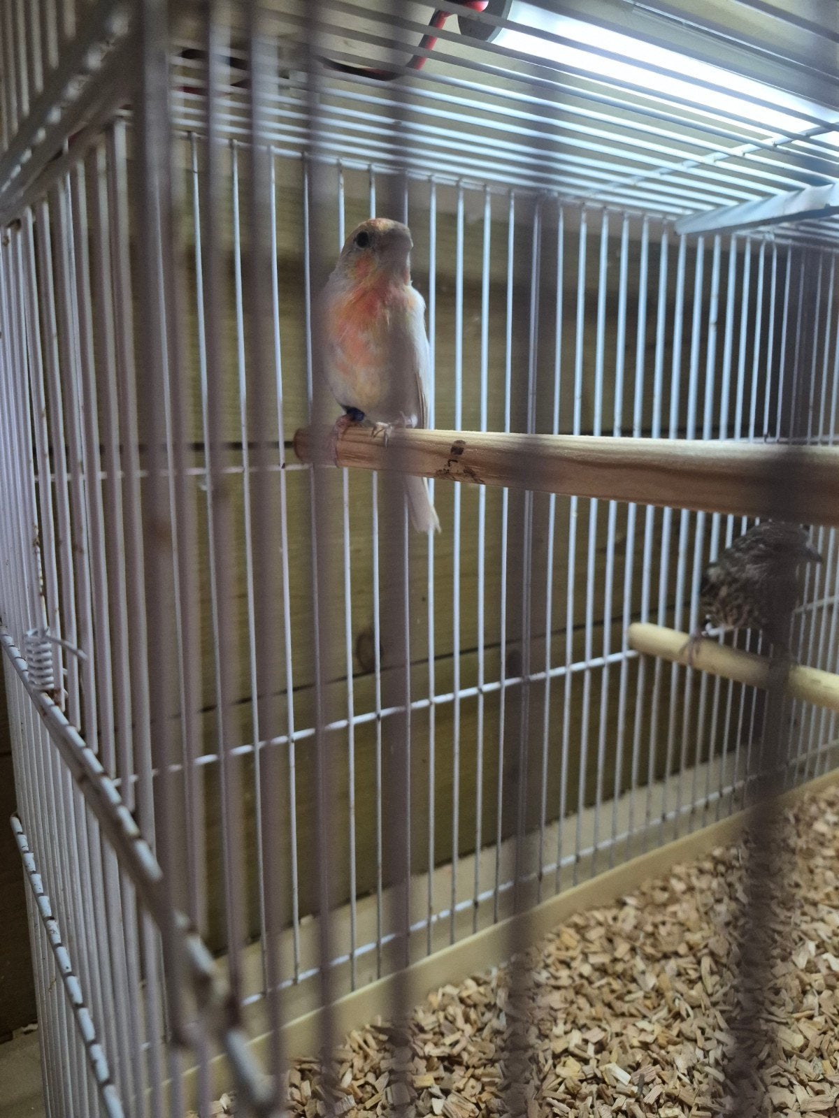 Mexicaanse roodmus koopel, Dieren en Toebehoren, Meerdere dieren, Tropenvogel, Geringd