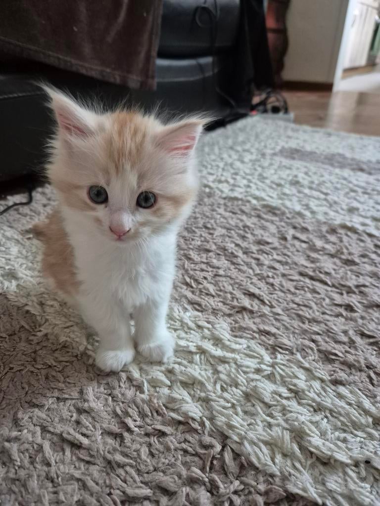 Maine coon ginger/wit katertje, Kater