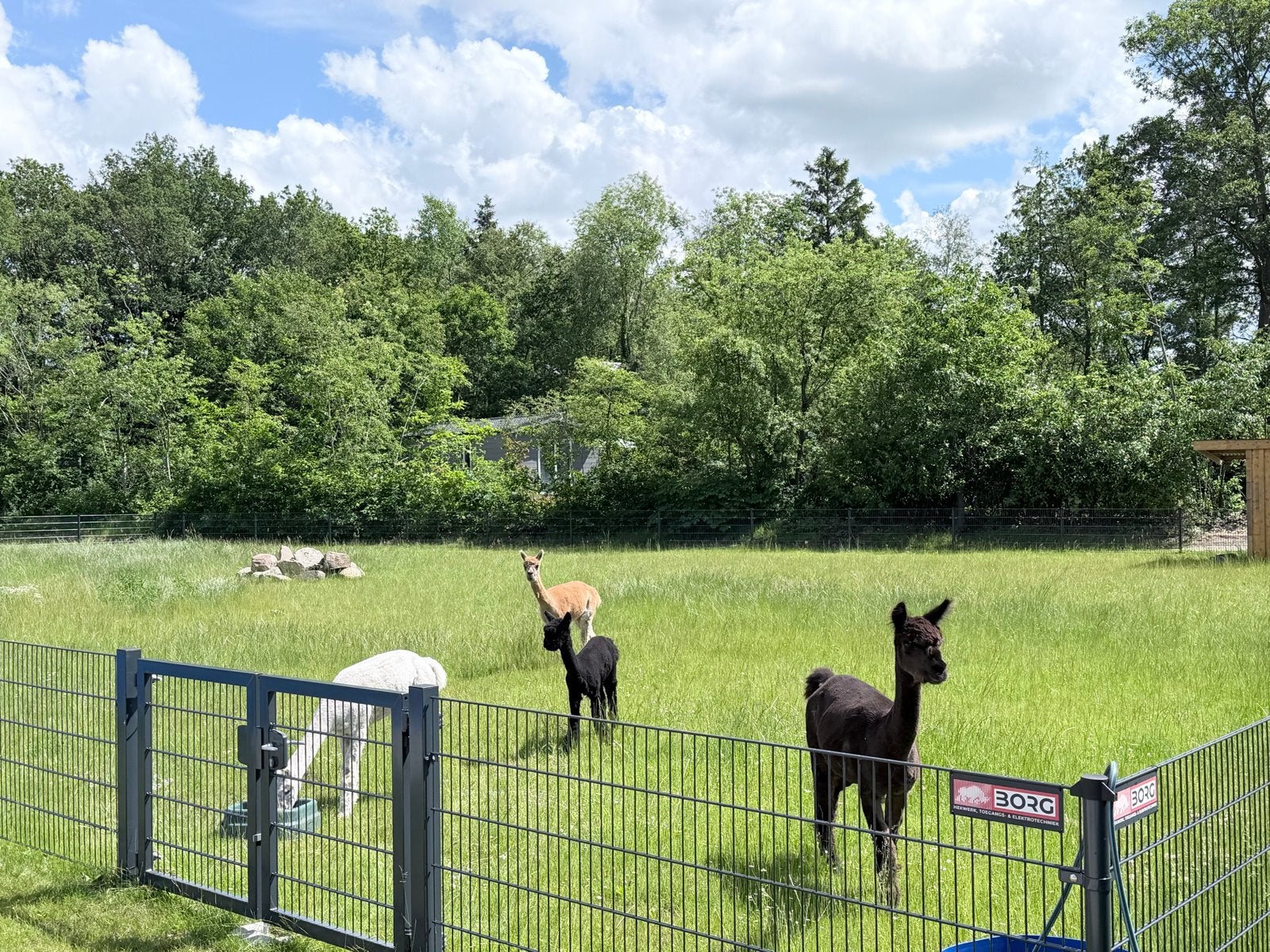 Aangeboden mooie zwarte alpaca hengst van 2025, Augustus, Mannelijk