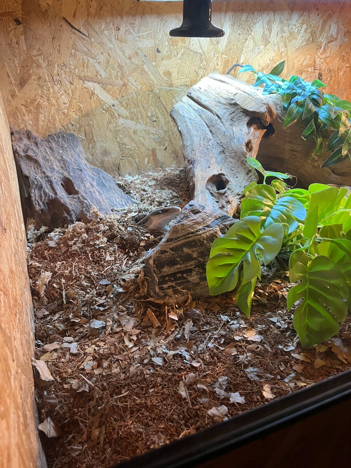 Blauwtong skink + compleet osb terrarium Blue Tongue Skink photo 7