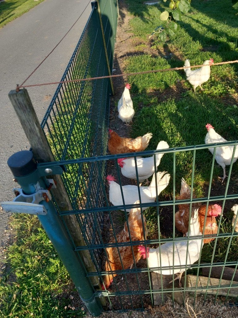 Te koop 18 leghennen van ruim1 jaar oud., Dieren en Toebehoren, Pluimvee, Vrouwelijk, Kip