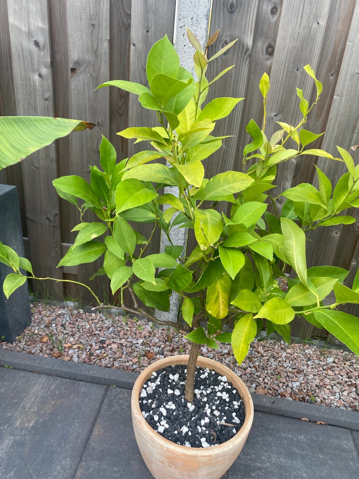 Citrusvrucht citroen boom, Ophalen, Minder dan 100 cm