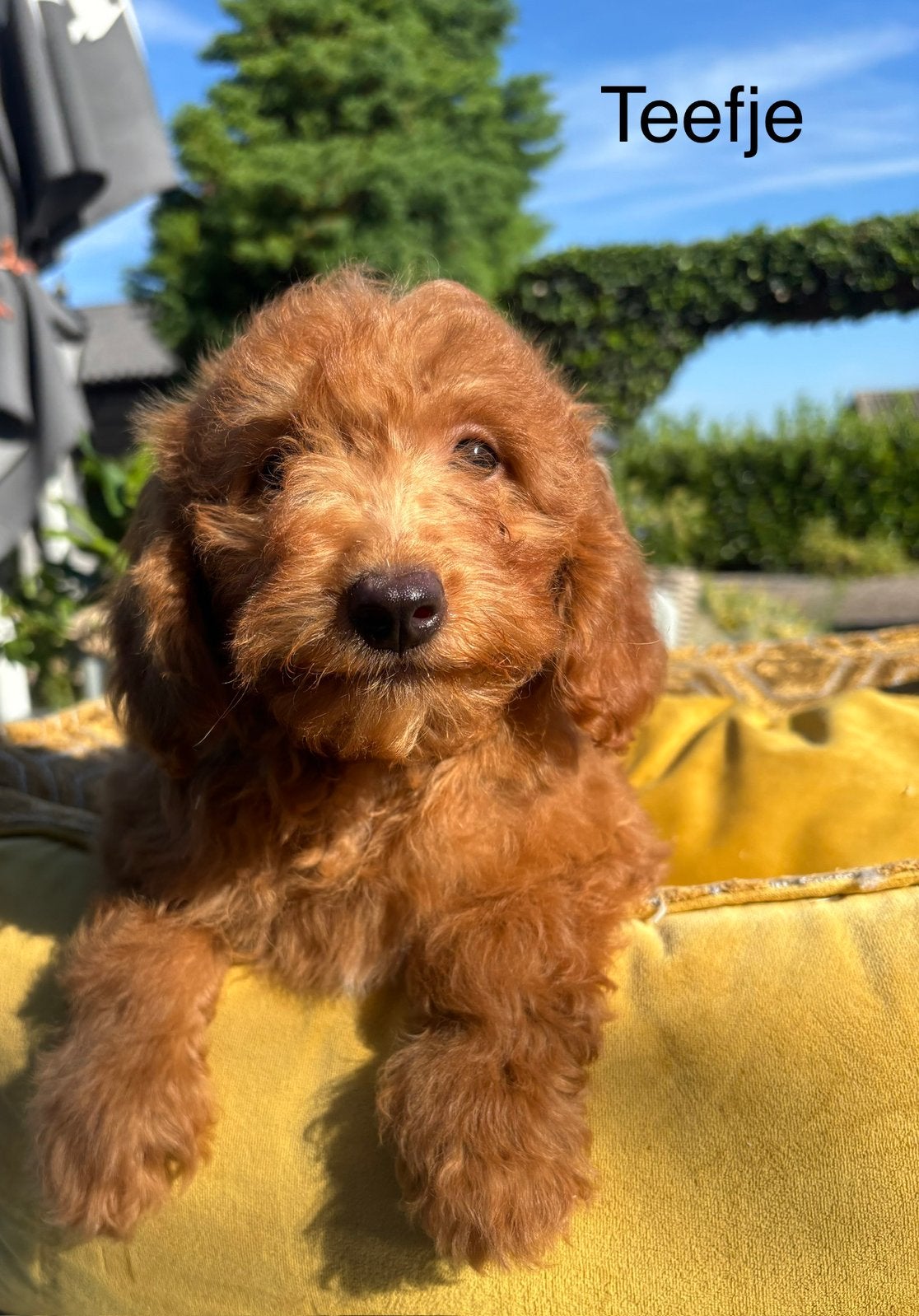 Labradoodle mini pups, Nederland, Overige rassen, 8 tot 15 weken, Meerdere