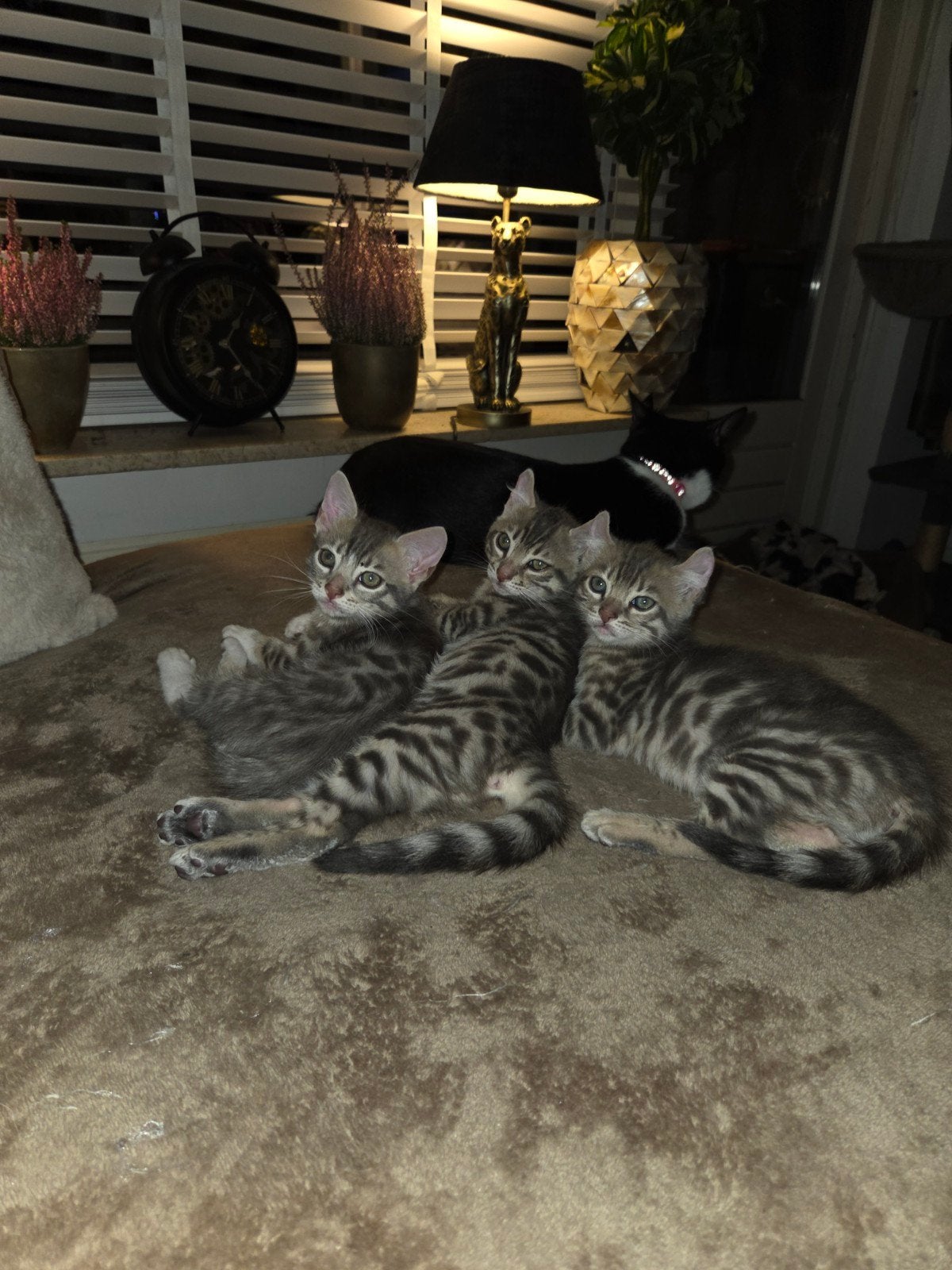 Bengaal kittens zoeken nieuw personeel, Dieren en Toebehoren, Meerdere dieren, Ontwormd