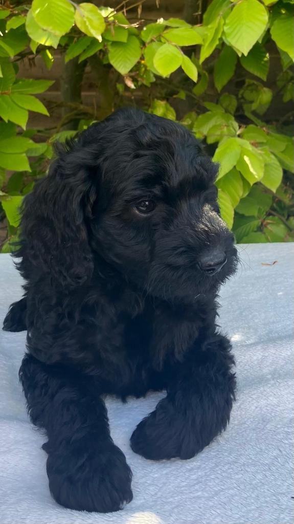Speelse Labradoodle puppy’s zwart/bont, zwart, Parvo, 8 tot 15 weken, Meerdere, Meerdere dieren