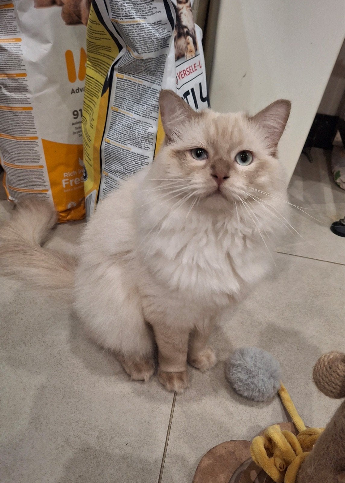Ragdoll cinnamon kater met stamboom, Kater, Met stamboom, 0 tot 2 jaar